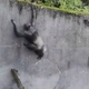 Illustration for article titled Chimps Use Branch as 'Ladder' in Bold Attempt at Escape From Belfast Zoo Enclosure
